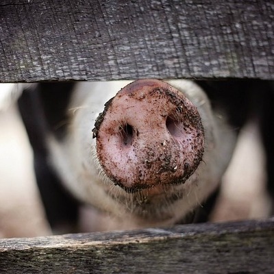 Thumbnail image of a pig